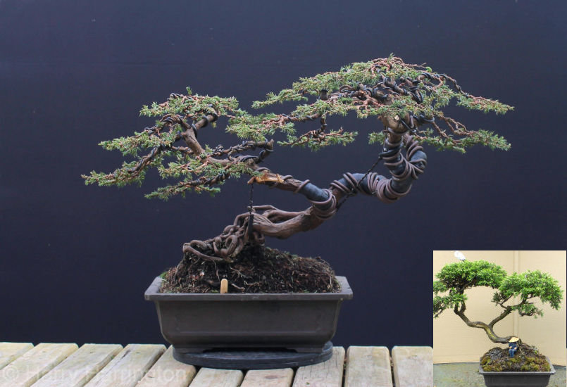 common juniper bonsai
